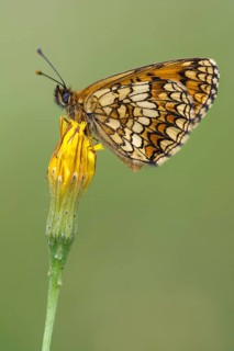 Heath Fritillary (Mellicta athalia)