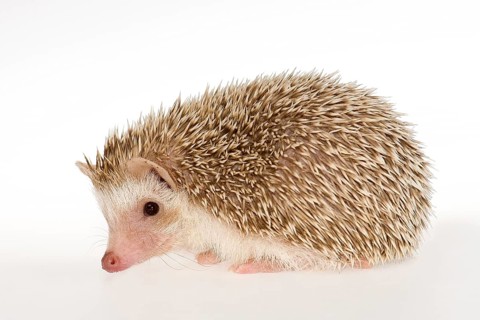Four-toed Hedgehog or African Pygmy Hedgehog (Atelerix albiventris)