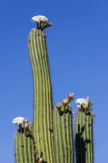 Blooming Echinopsis chiloensis cactus