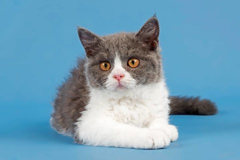 Breed Selkirk Rex Kitten