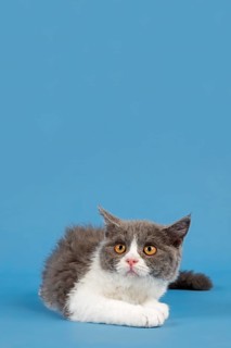 Selkirk Rex kitten