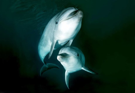 Common Bottlenose Dolphins or Atlantic Bottlenose Dolphins (Tursiops truncatus)