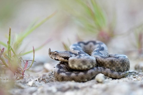 Horned Viper (Vipera ammodytes)