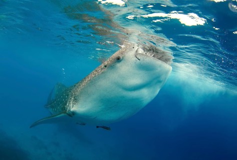 Whale Shark (Rhincodon typus)