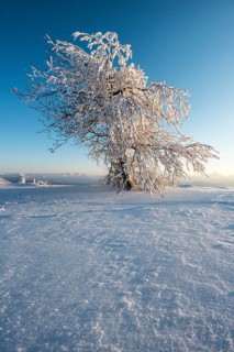 Snowy tree in the evening light