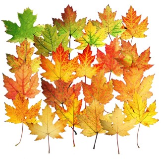 Autumn leaves
