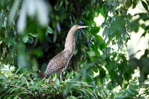 Tiger Heron (Tigrisoma sp.)