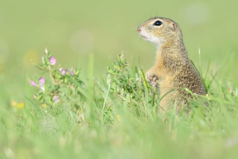 European Suslik or European Ground Squirrel (Spermophilus citellus) on a meadow