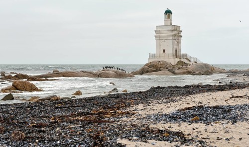 Lighthouse and cormorant colony at Shelley Point