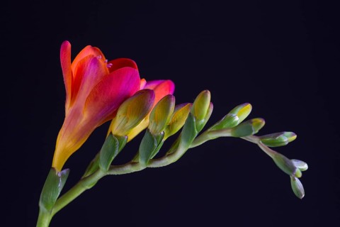 Red Freesia (Freesia)