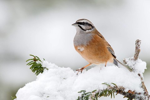 Rock Bunting (Emberiza cia)