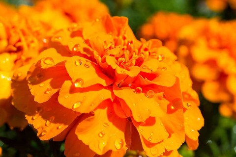 Dewdrops on a blooming orange Tagetes flower (Tagetes)