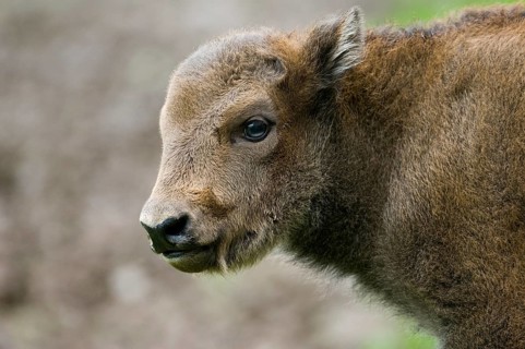 Bison