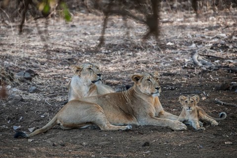 Asiatic lion (Panthera leo persica)