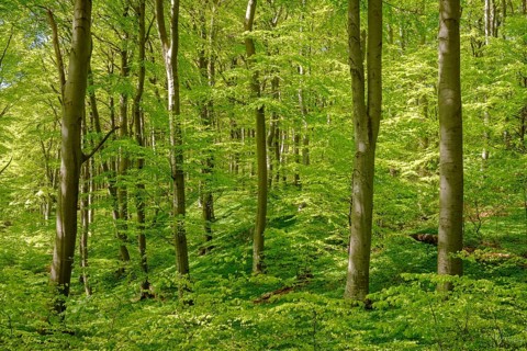Beech forest