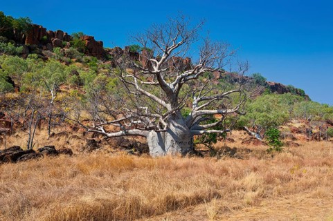 Baobab tree (Adansonia sp.) in the outback