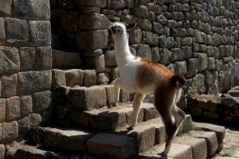 Llama (Lama glama)