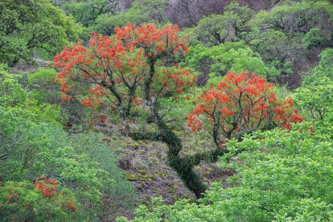 Blooming Cockspur Coral Tree (Erythrina crista-galli)