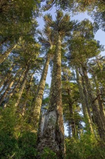 Trees