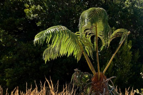 Tree Fern (Cyatheales)
