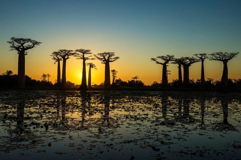 Baobab trees (Adansonia grandidieri) reflecting in the water at sunset