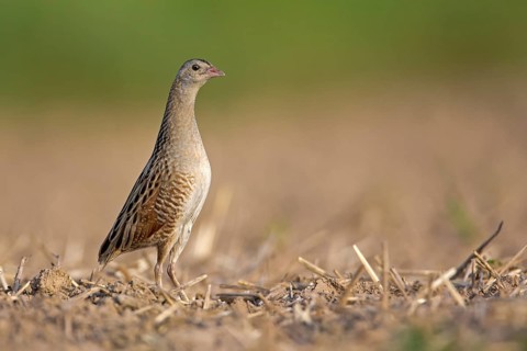 Corncrake (Crex crex)