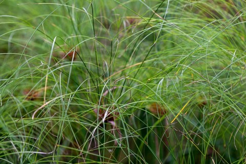 Papyrus sedge (Cyperus papyrus)