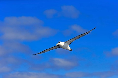 Shy albatross (Thalassarche cauta)