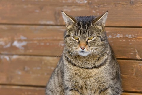 Domestic cat in front of a wooden wall