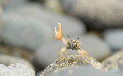Fiddler Crab (Uca) waving on a rock