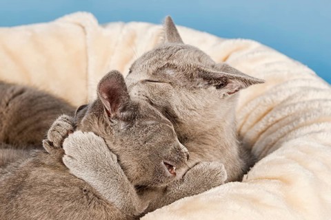 Two Russian Blue Kittens