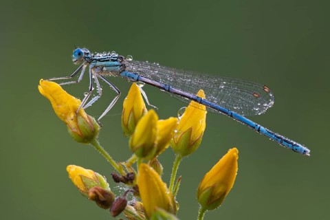 White-legged damselfly (Platycnemis pennipes)