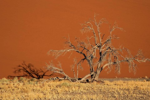 Dead camel thorn tree (Vachellia erioloba)