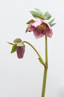 Lenten rose (Helleborus orientalis hybrids)