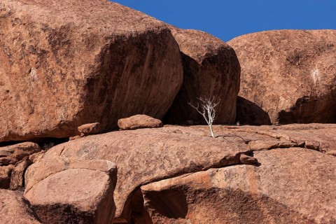 Shepherd's tree (Boscia albitrunca) between rocks at Twyfelfontein