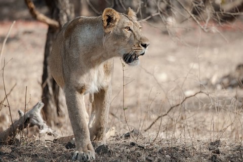 Asiatic lion (Panthera leo persica)
