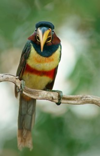 Chestnut-eared aracari (Pteroglossus castanotis) on a branch