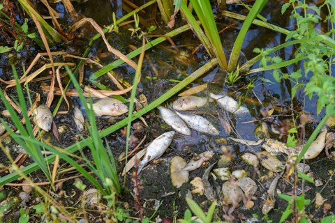 Dead fish in shore area
