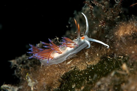 Cratena slug (Cratena peregrina)