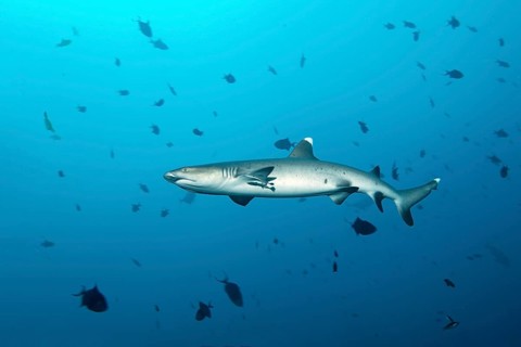 Whitetip reef shark (Triaenodon obesus)