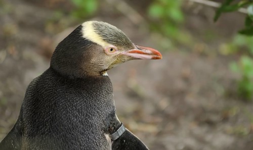 Yellow-eyed Penguin (Megadyptes antipodes)