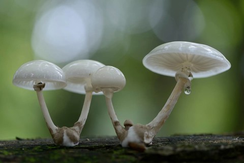 Porcelain Fungus (Oudemansiella mucida)