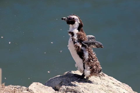 African Penguin or Jackass Penguin (Spheniscus demersus)