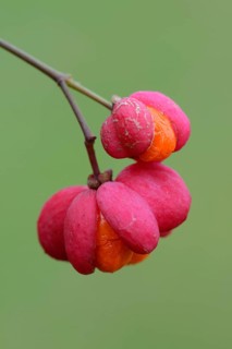Fruits of European Spindle Tree (Euonymus europaeus)