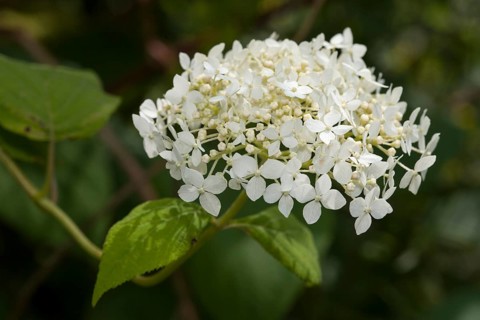 Smooth Hydrangea (Hydrangea arborescens 'Grandiflora')