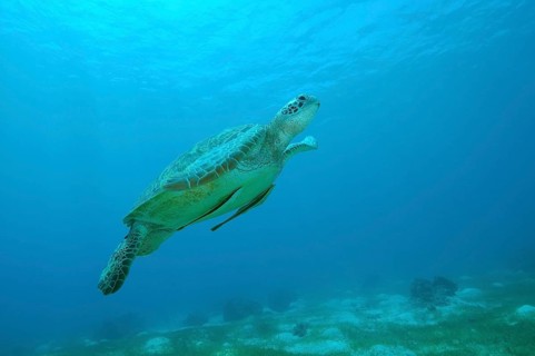 Green Sea Turtle