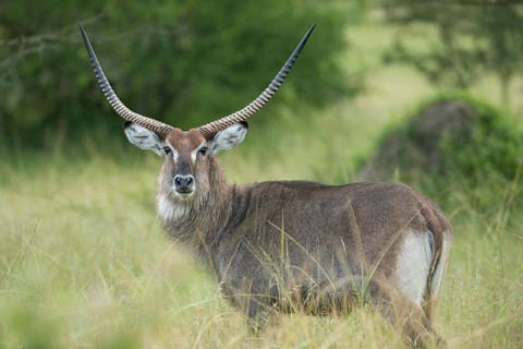 Waterbuck (Kobus ellipsiprymnus)