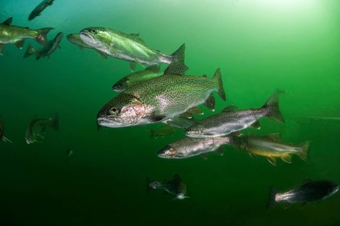 Rainbow trout (Oncorhynchus mykiss)