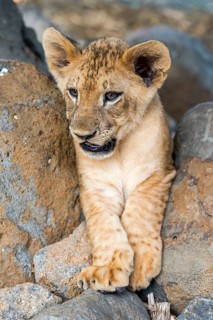 Lion (Panthera leo)