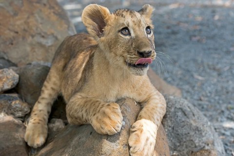 Lion (Panthera leo)